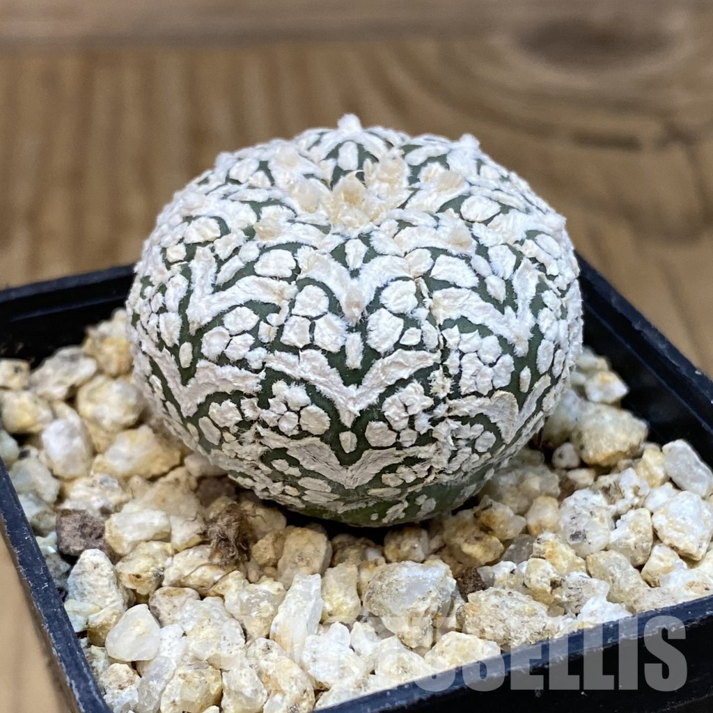 SH32075 Astrophytum asterias ‘Super Kabuto’ V-type - Image 2
