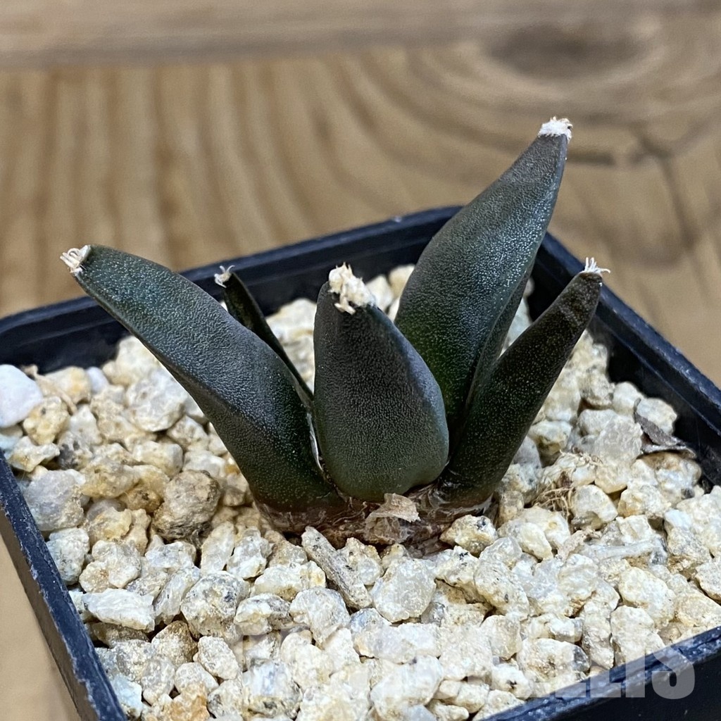 SH32093 Ariocarpus retusus ‘Three Finger’, own roots seedling - Image 2
