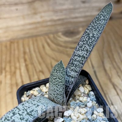 SH32094 Gasteria baylissiana