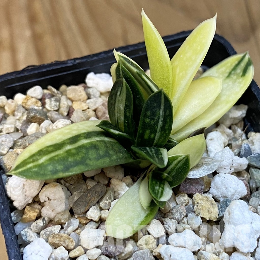 SH32096 Gasteria maculata f. variegata