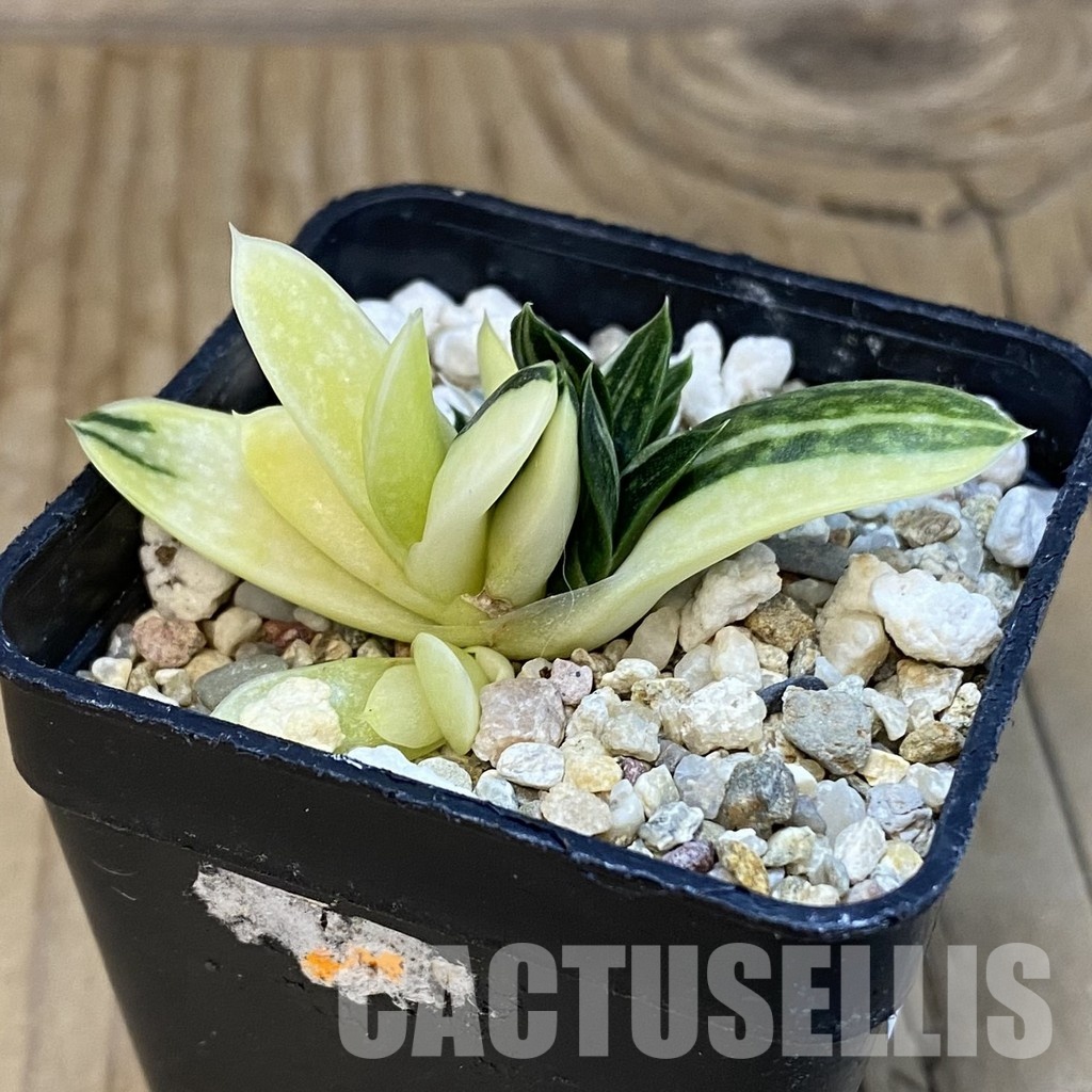 SH32096 Gasteria maculata f. variegata - Image 2