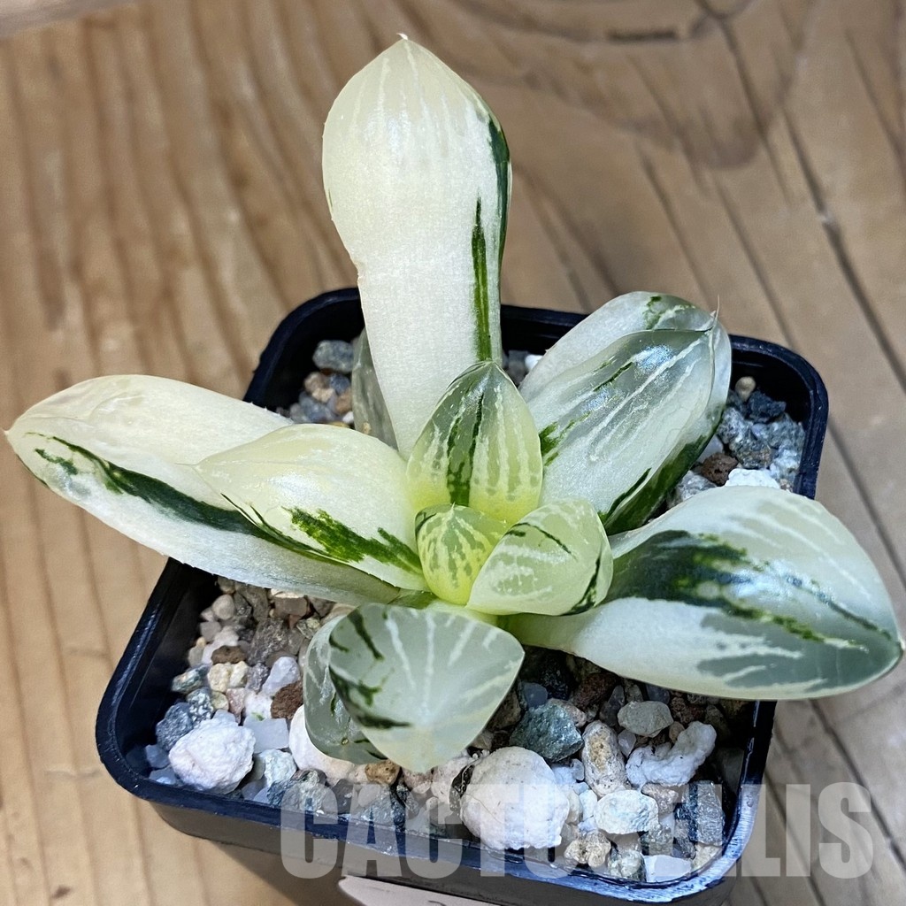 SH32098 Haworthia obtusa ‚Mochi Gyokuro‘ f. variegata - Image 2