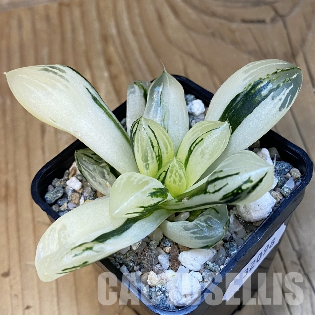 SH32098 Haworthia obtusa ‚Mochi Gyokuro‘ f. variegata