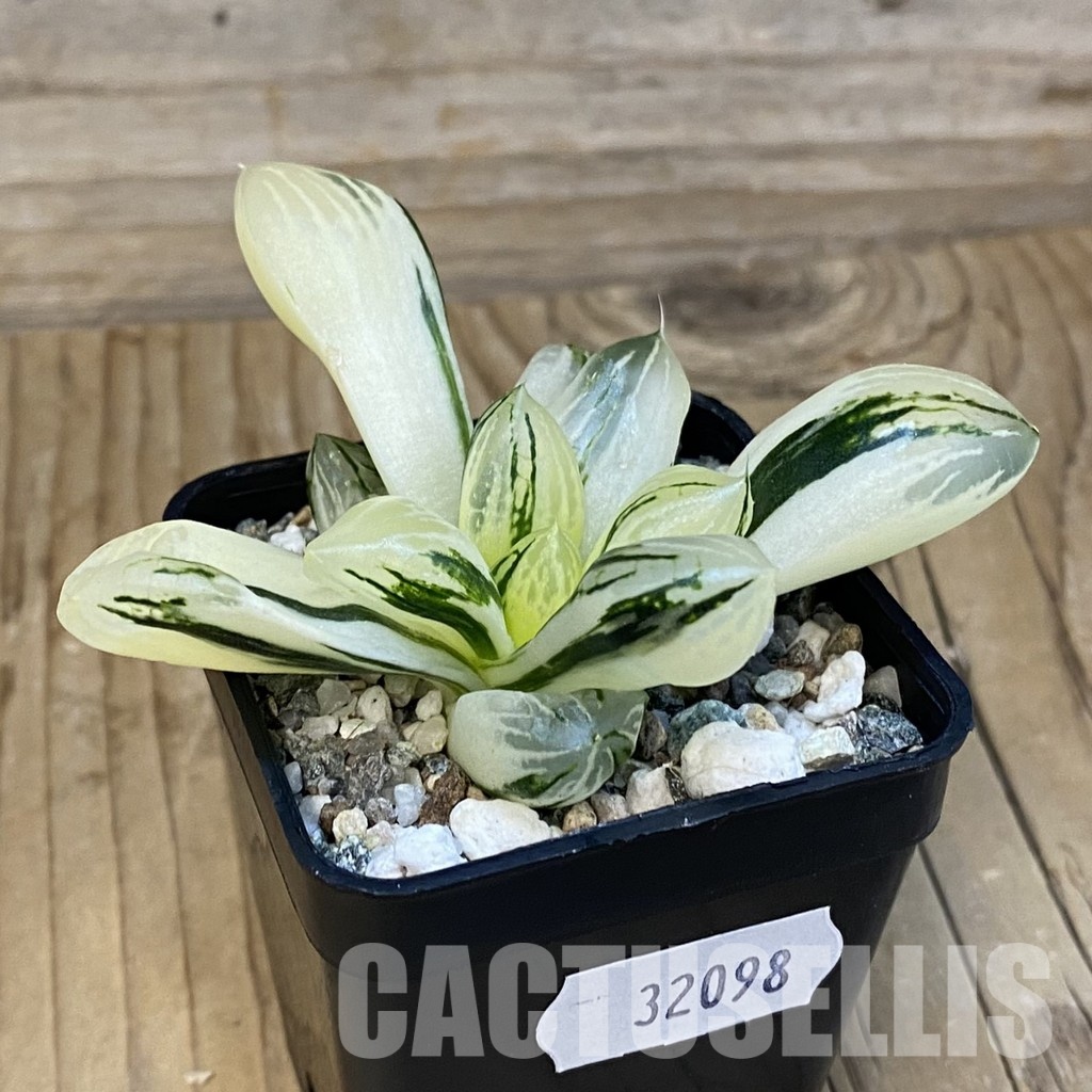 SH32098 Haworthia obtusa ‚Mochi Gyokuro‘ f. variegata - Image 3
