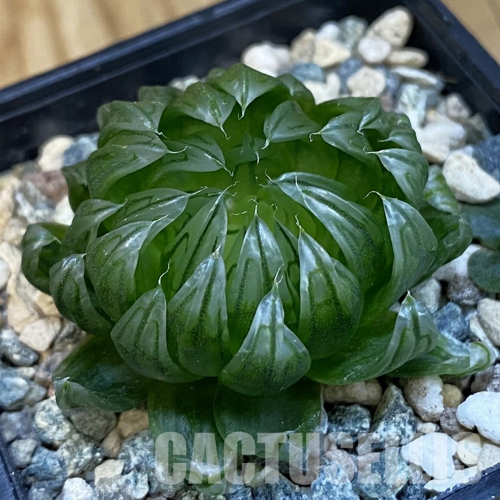 SH32099 Haworthia 'Sakura'