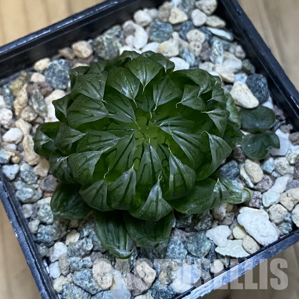 SH32099 Haworthia 'Sakura' - Image 2