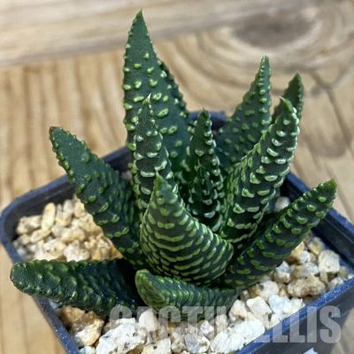 SH32101 Haworthia pumila SH