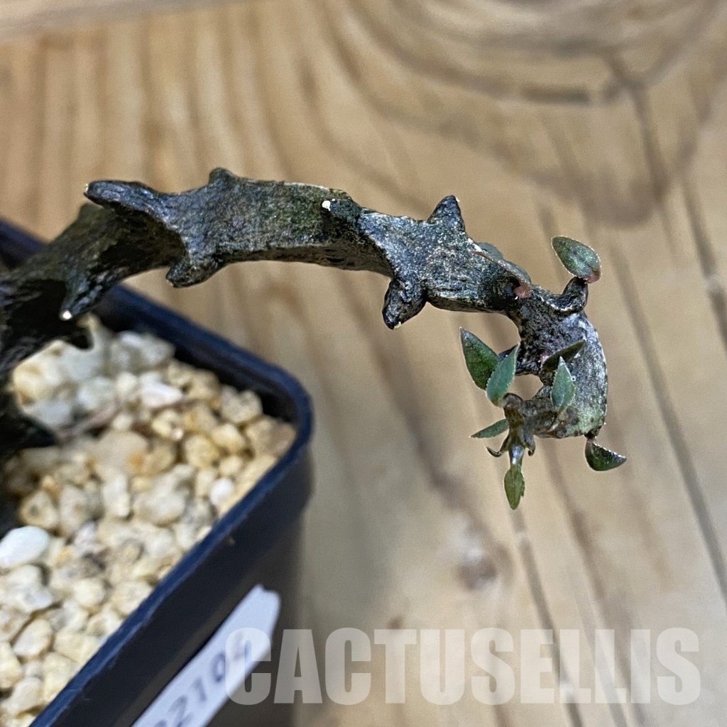 SH32104 Ceropegia bosseri