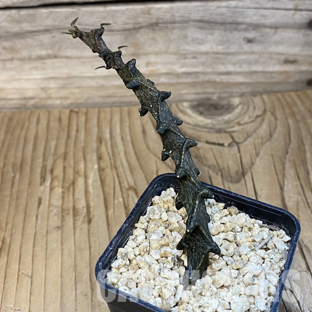 SH32105 Ceropegia bosseri - Image 2