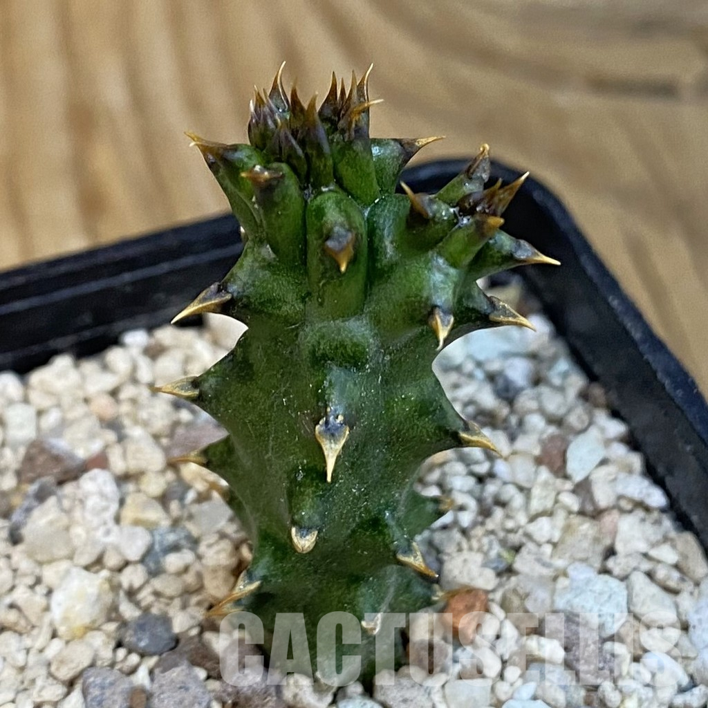 SH32106 Edithcolea grandis - Image 2