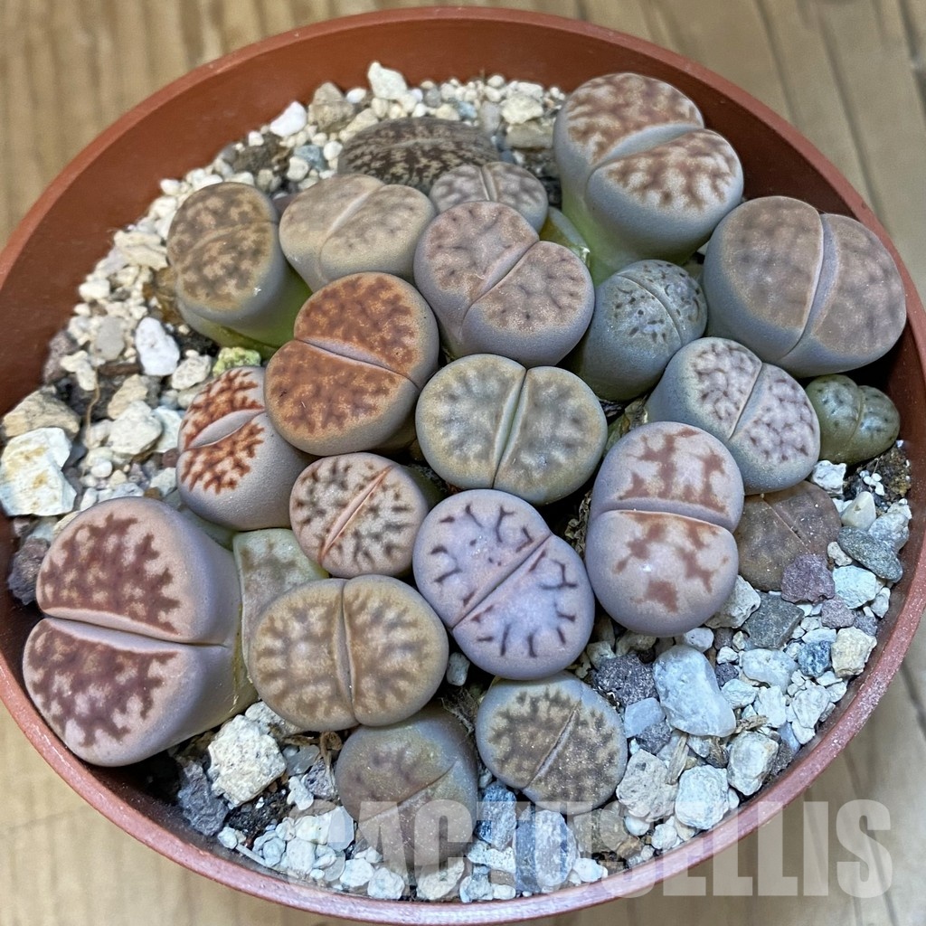 SH32157 Lithops karasmontana mix