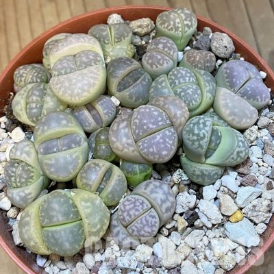 SH32158 Lithops marmorata mix