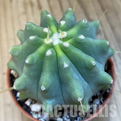 SH32195 Ferocactus glaucescens f. inermis