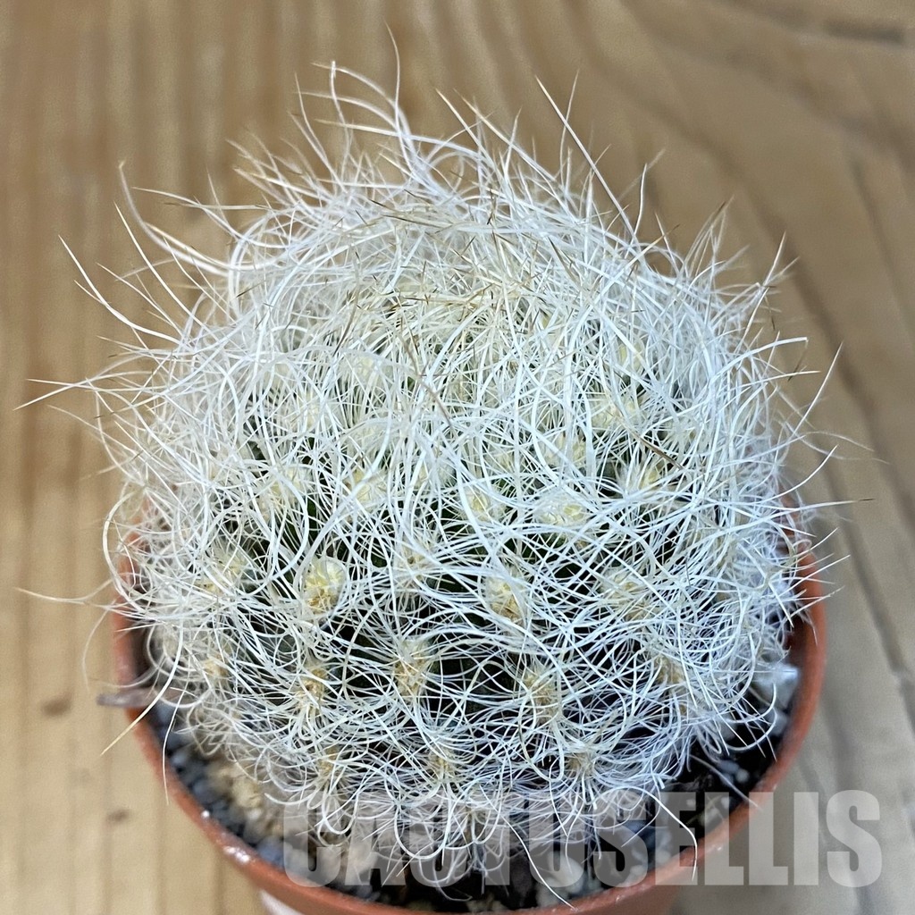 SH32196 Neoporteria nidus