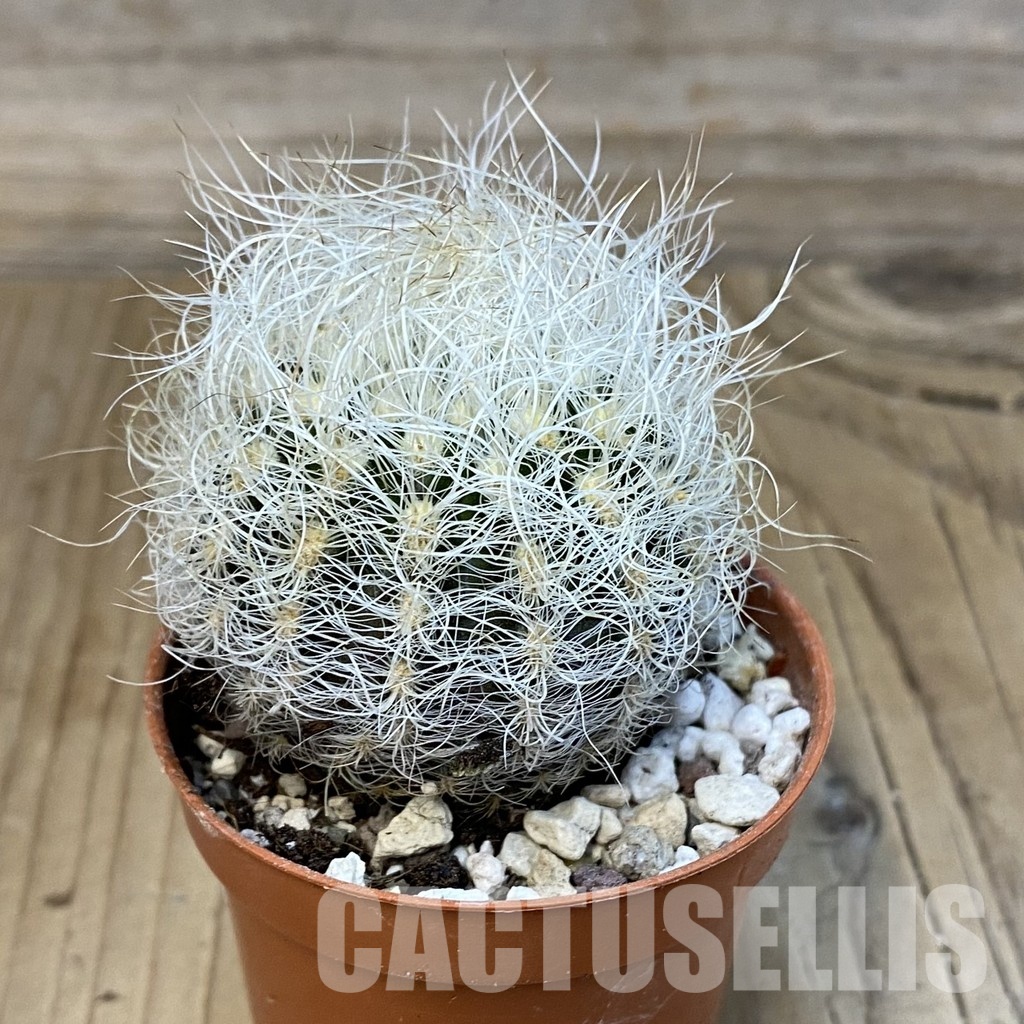 SH32196 Neoporteria nidus - Image 2