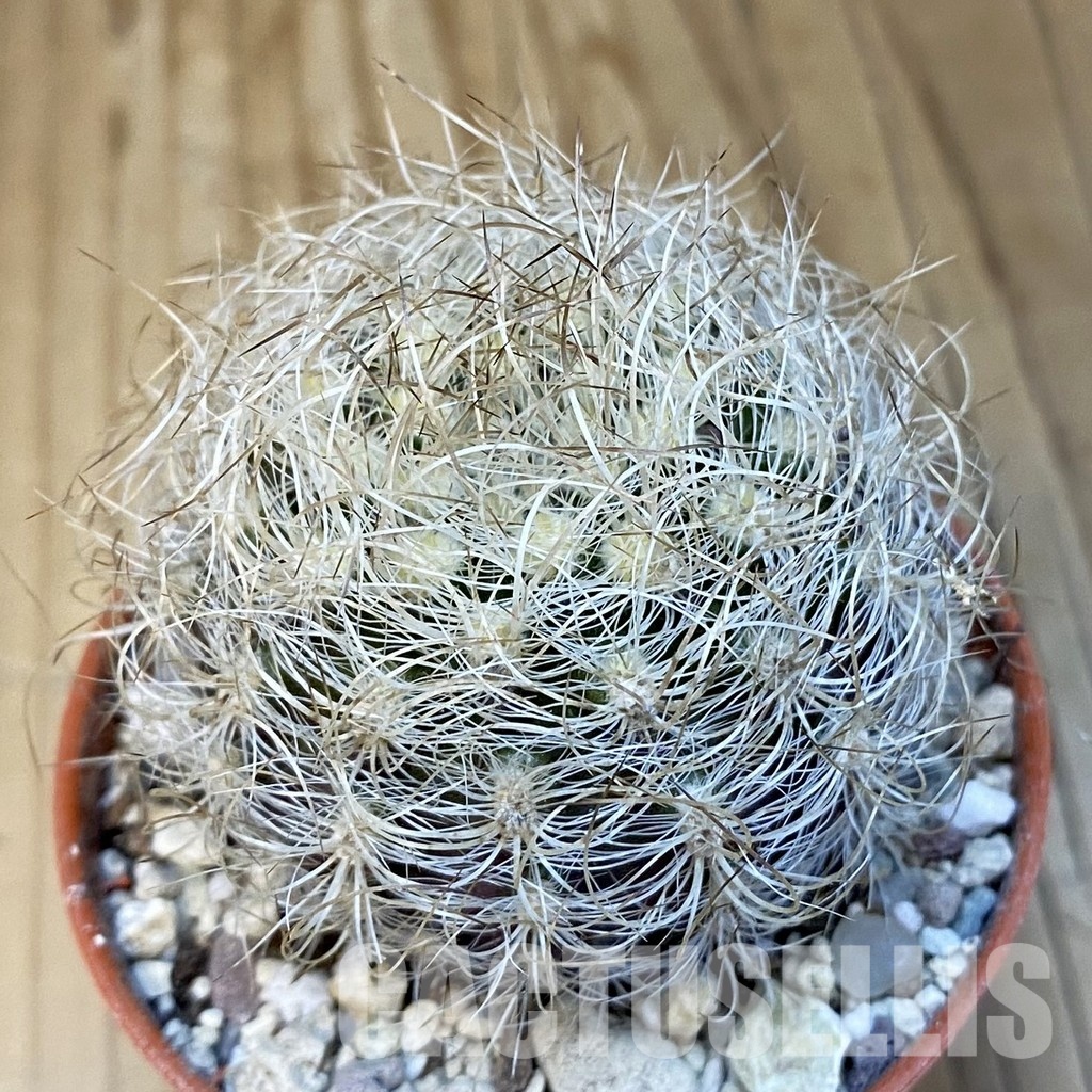 SH32197 Neoporteria nidus