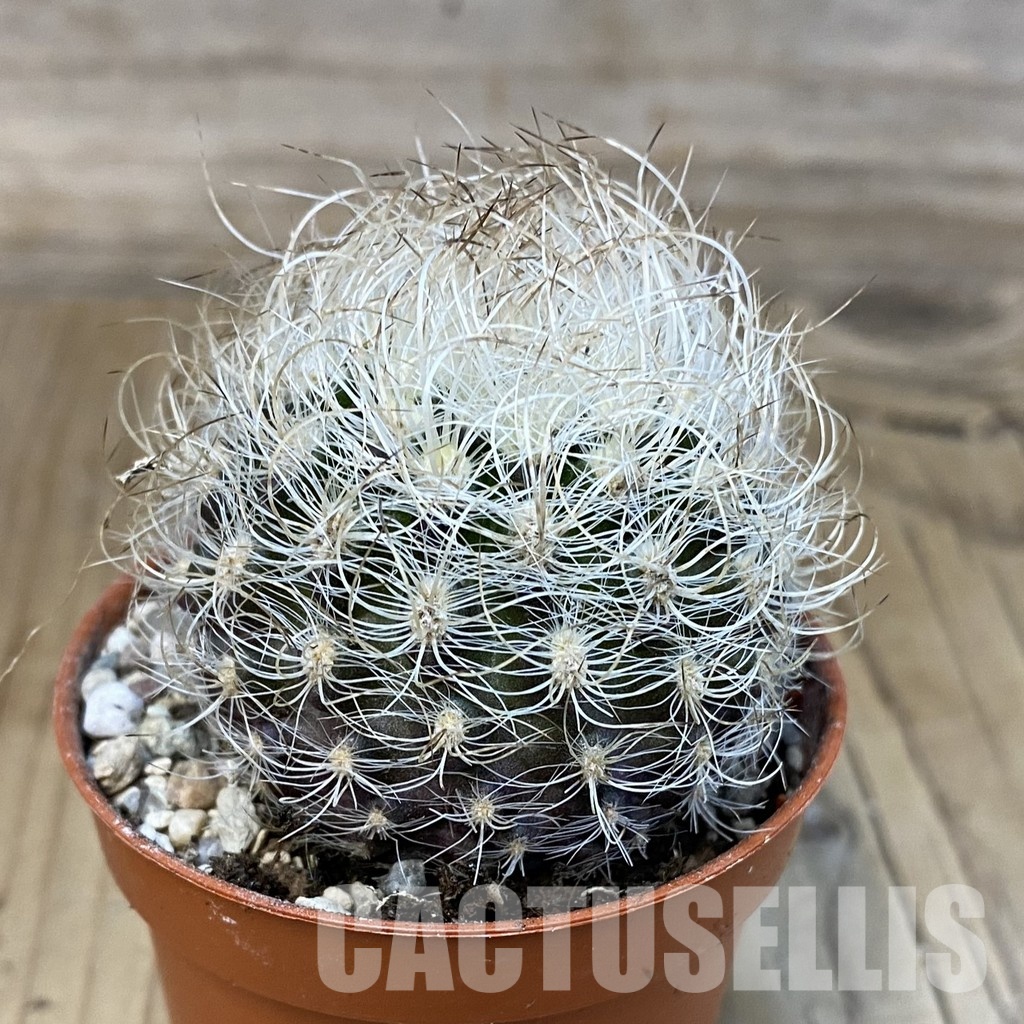 SH32197 Neoporteria nidus - Image 2
