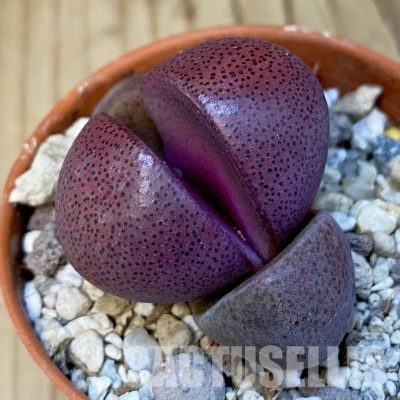 SH32198 Pleiospilos nelii 'Royal Flush'