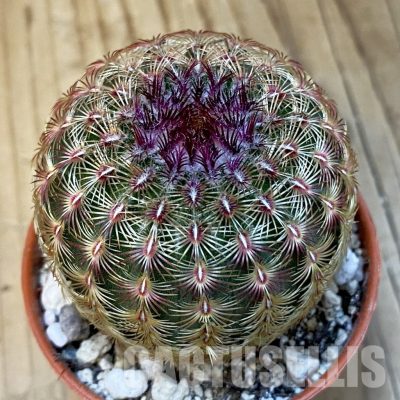 SH32200 Echinocereus rigidissimus v. rubispinus