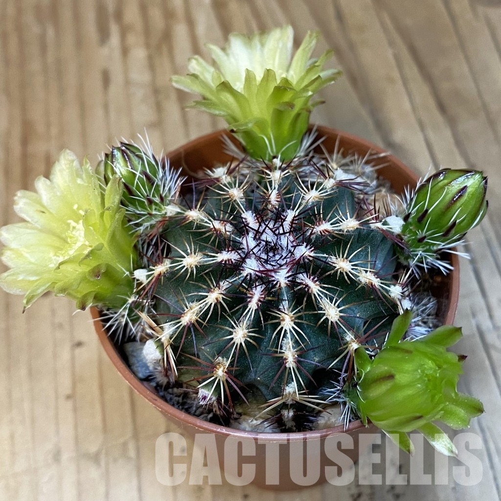 SH32202 Echinocereus viridiflorus