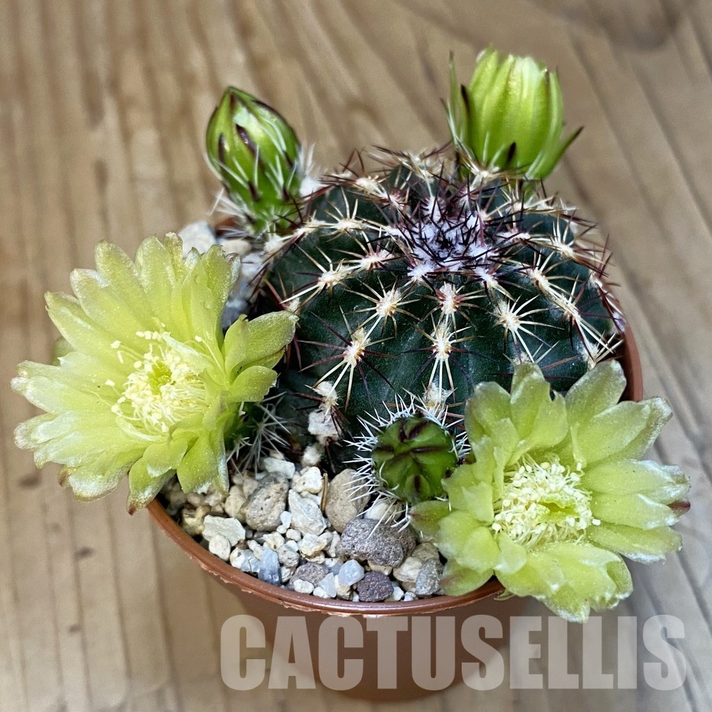SH32202 Echinocereus viridiflorus - Image 2