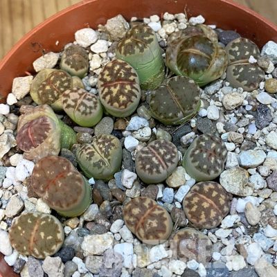 SH32160 Lithops dorotheae mix