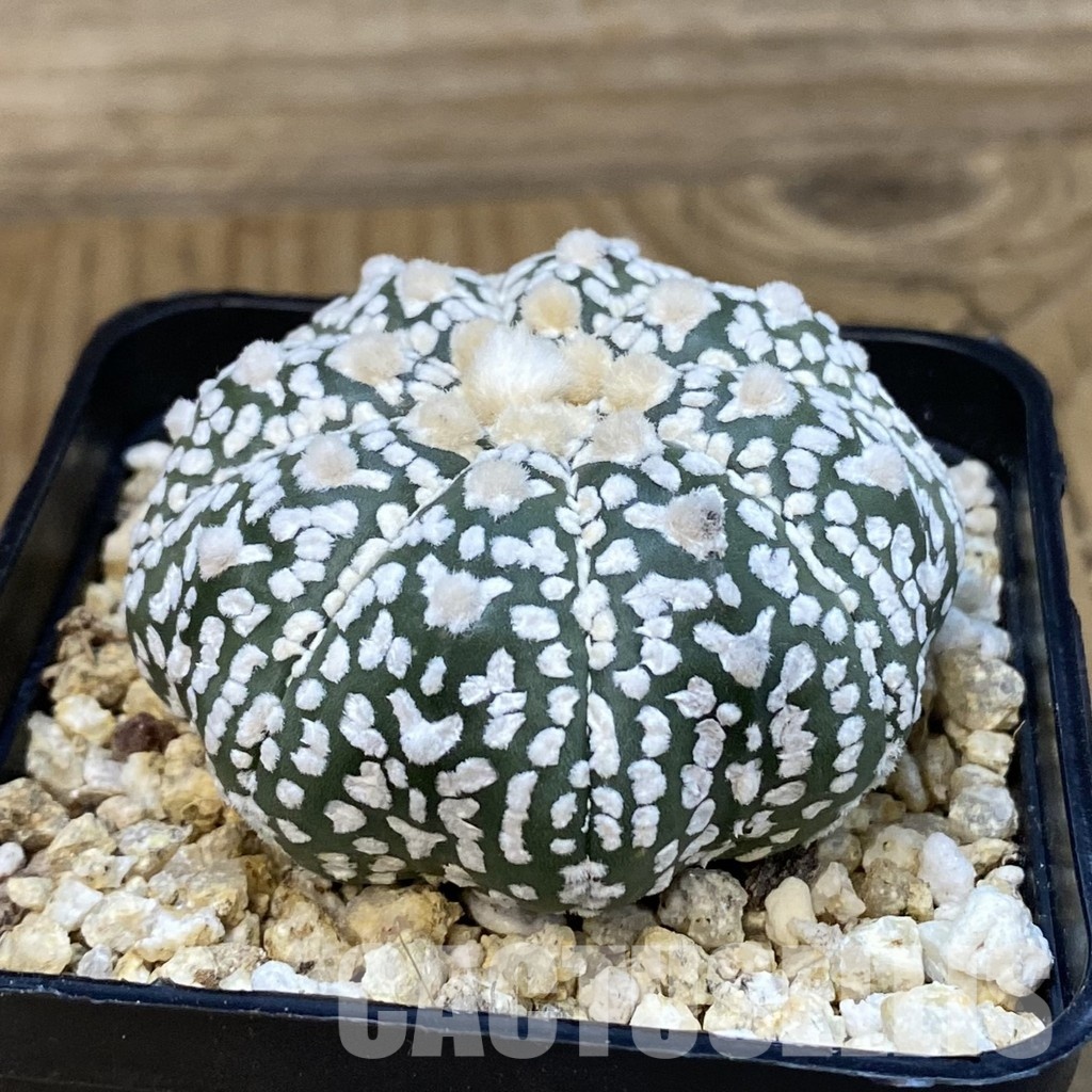 SH32207 Astrophytum asterias ‘Super Kabuto’’Star Shape’ V-type - Image 2
