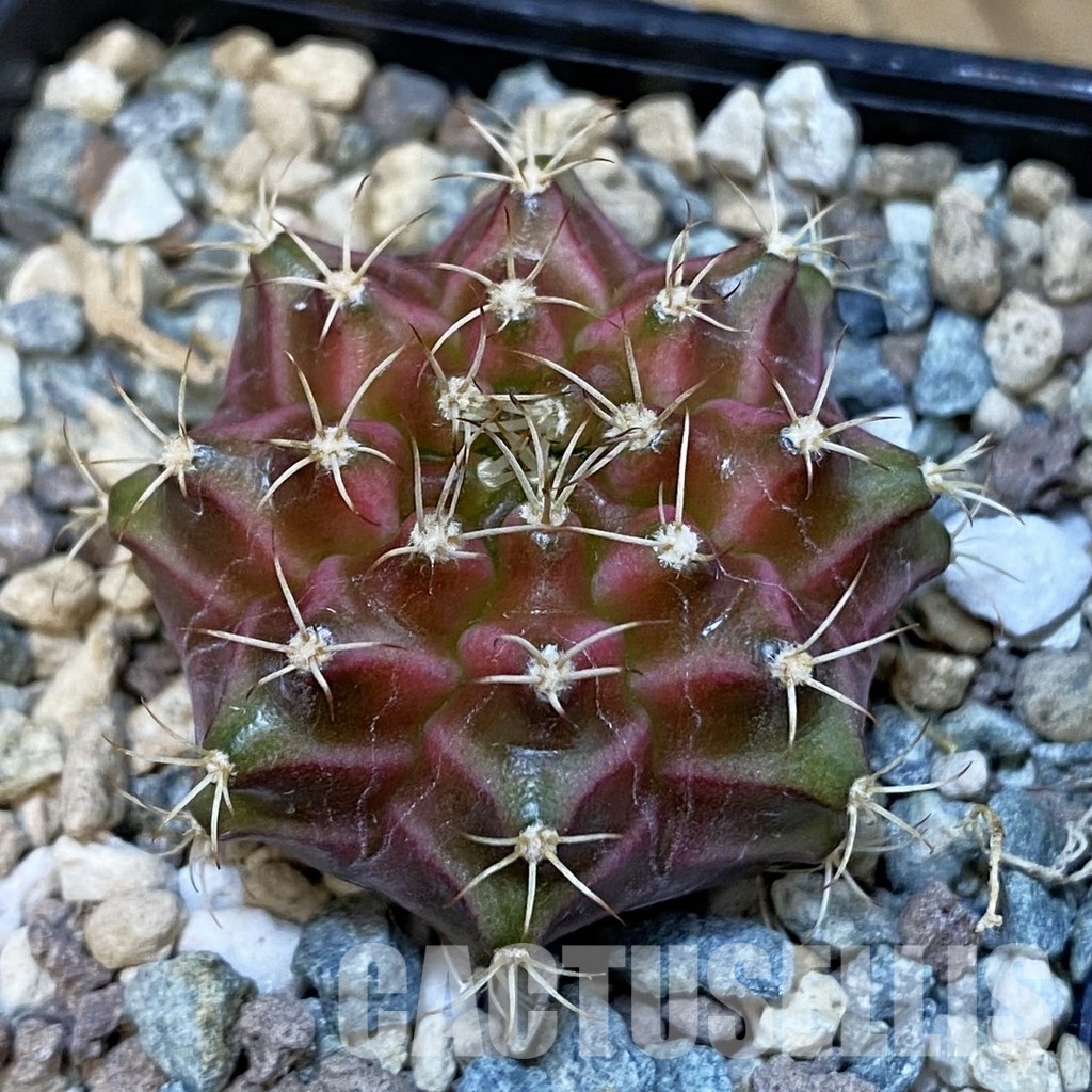 SH32211 Gymnocalycium mihanovichii ‘Neon’ hybrid