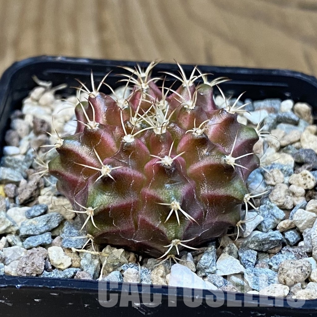 SH32211 Gymnocalycium mihanovichii ‘Neon’ hybrid - Image 2