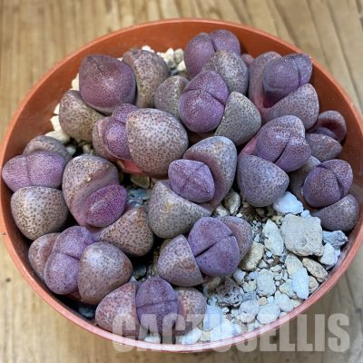SH32161 Pleiospilos nelii 'Royal Flush' mix