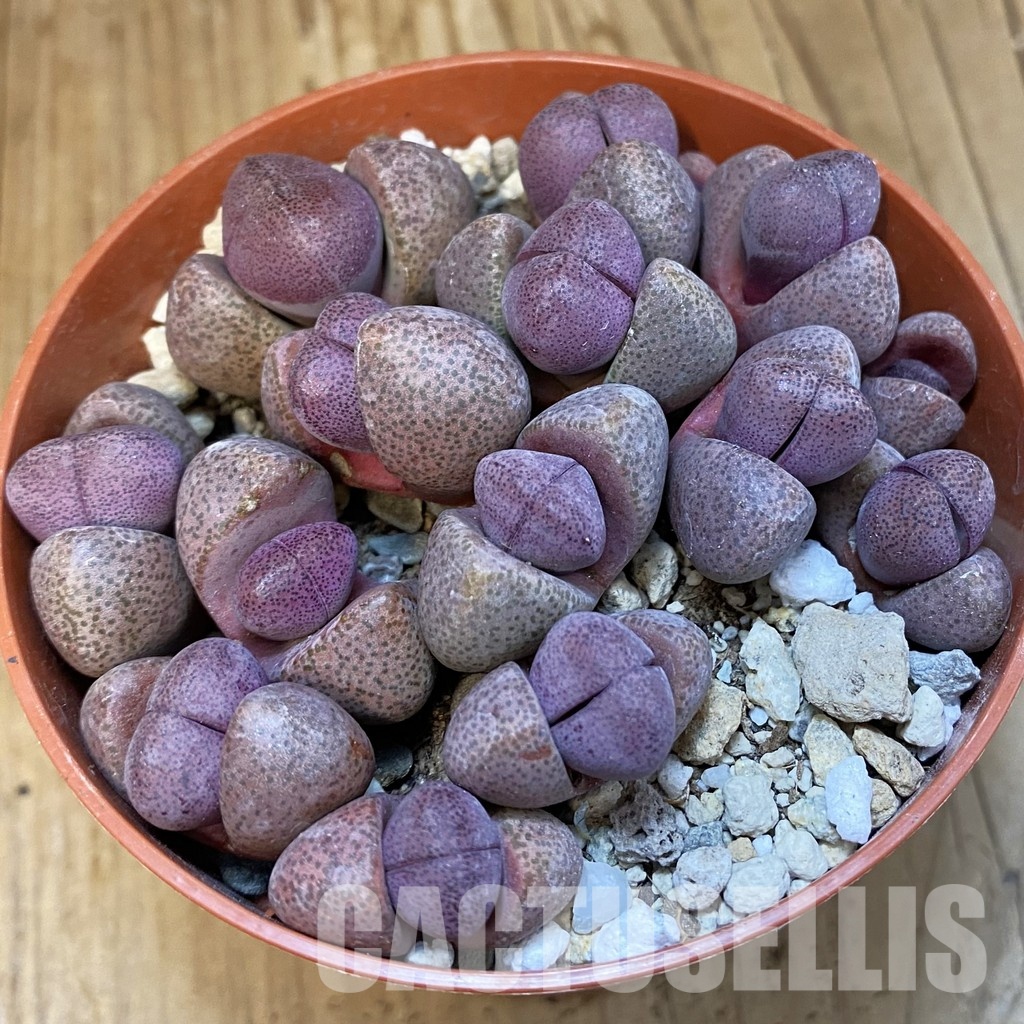 SH32161 Pleiospilos nelii 'Royal Flush' mix
