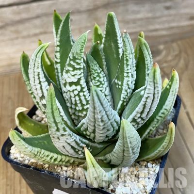 SH32214 Haworthia pumila 'Emperor'