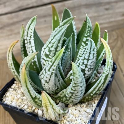 SH32215 Haworthia pumila 'Emperor'