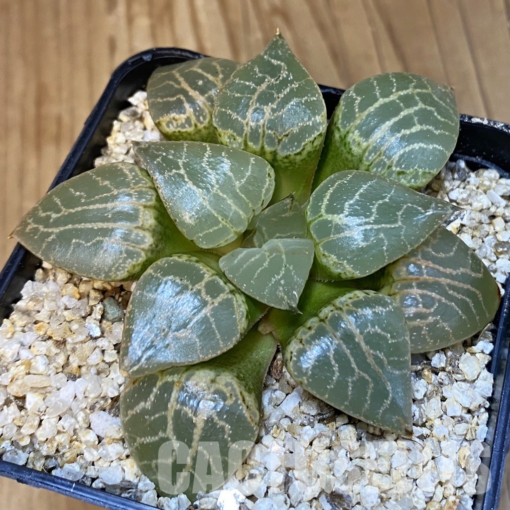 SH32216 Haworthia comptoniana 'Crystal'