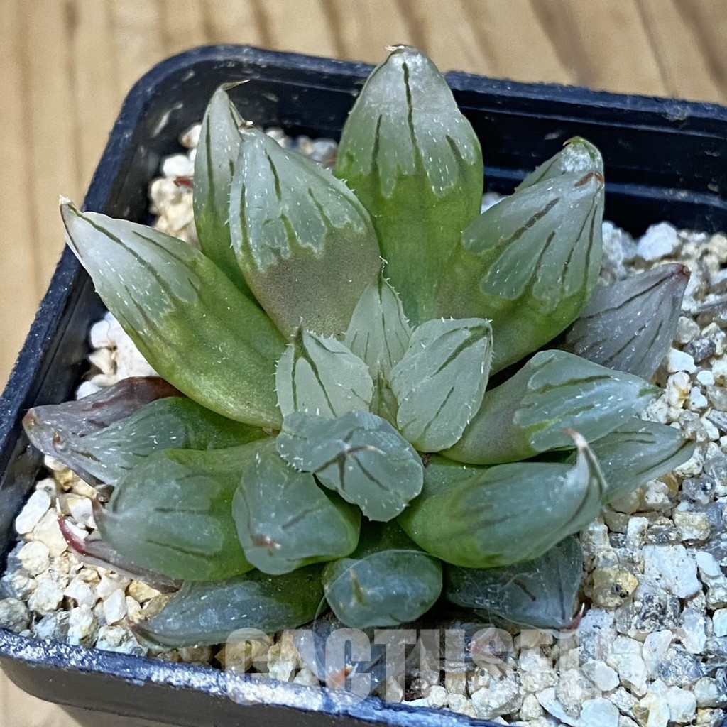 SH32219 Haworthia cooperi ‘West Asia Tsuen’ mutant
