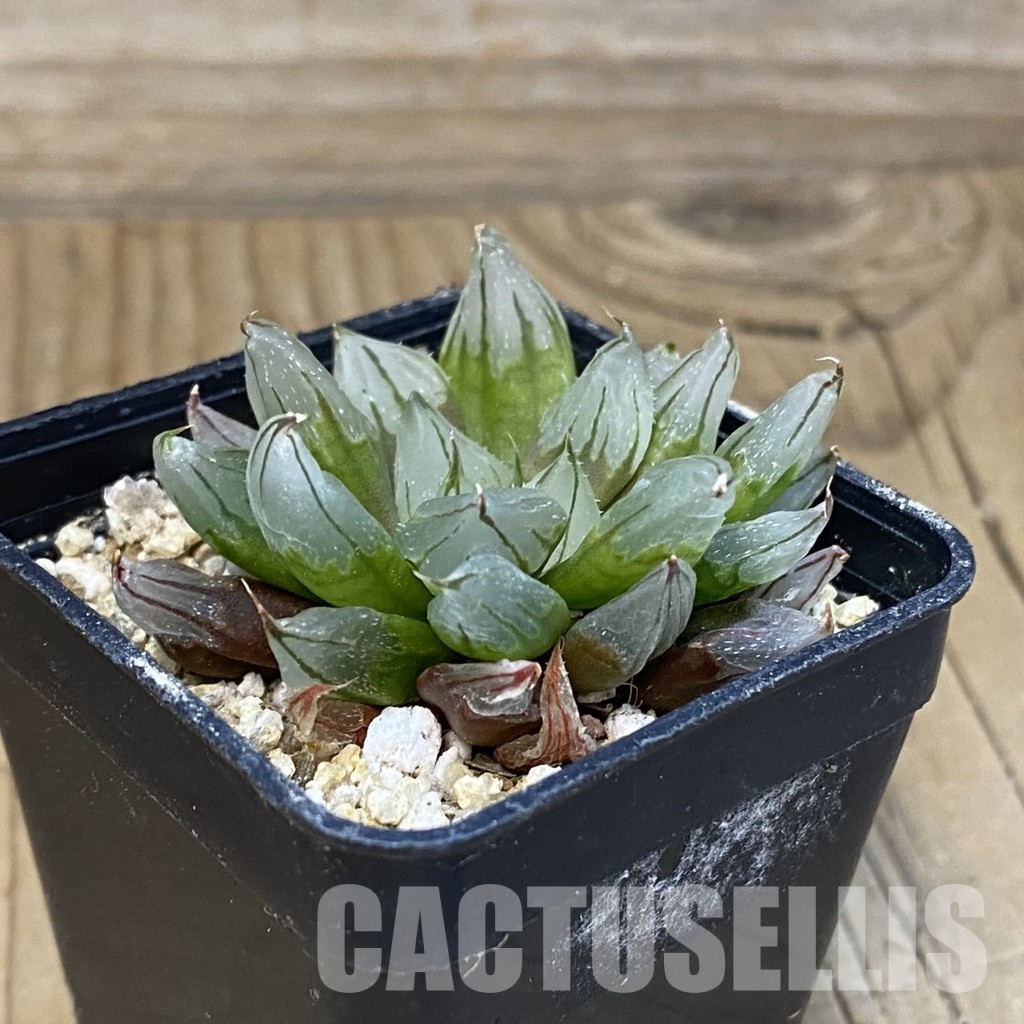 SH32219 Haworthia cooperi ‘West Asia Tsuen’ mutant - Image 2