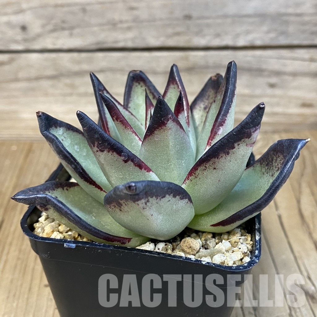 SH32221 Echeveria agavoides ‘Black Ebony’ - Image 2