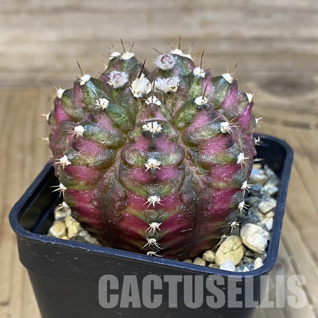 SH10739 Gymnocalycium mihanovichii 'T-Lux', seedling - Image 2