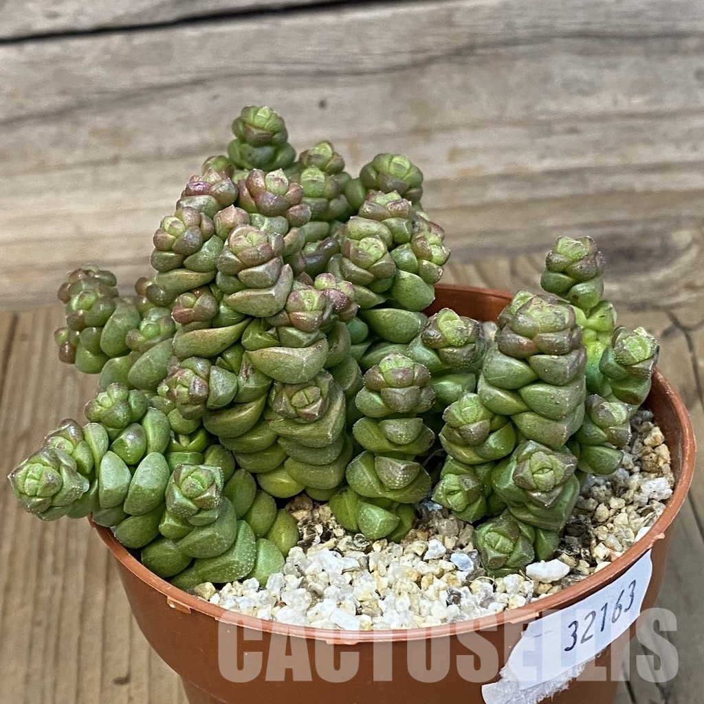 SH32163 Crassula marchandii - Image 2