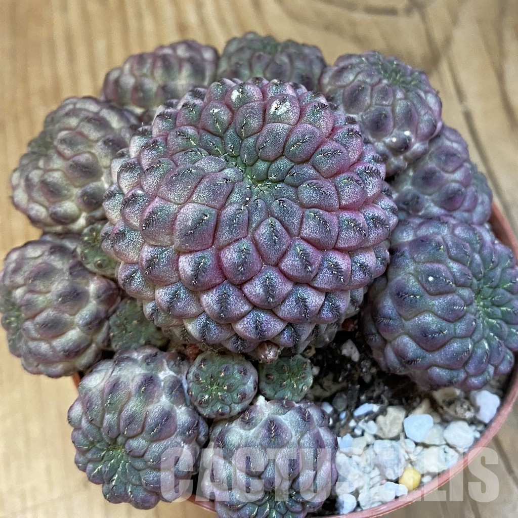SH32167 Sulcorebutia rauschii