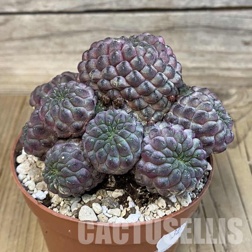 SH32167 Sulcorebutia rauschii - Image 2