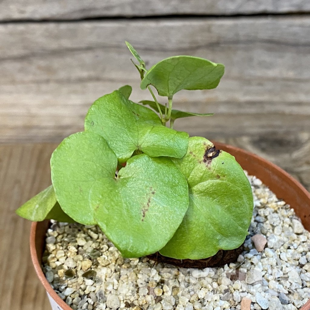 SH32170 Dioscorea elephantipes - Image 2