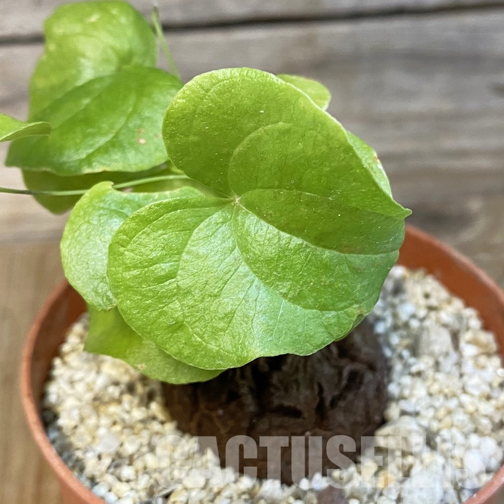 SH32171 Dioscorea elephantipes