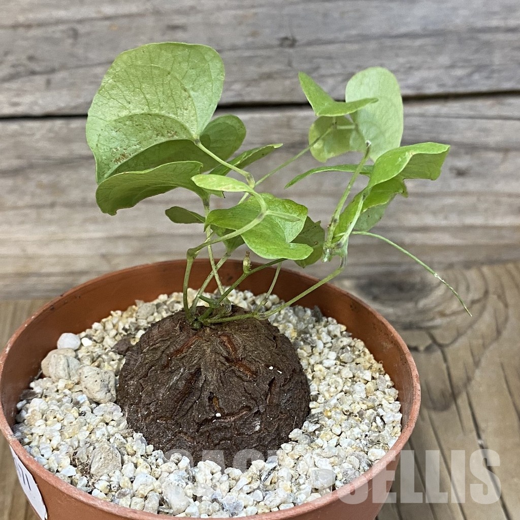 SH32171 Dioscorea elephantipes - Image 2