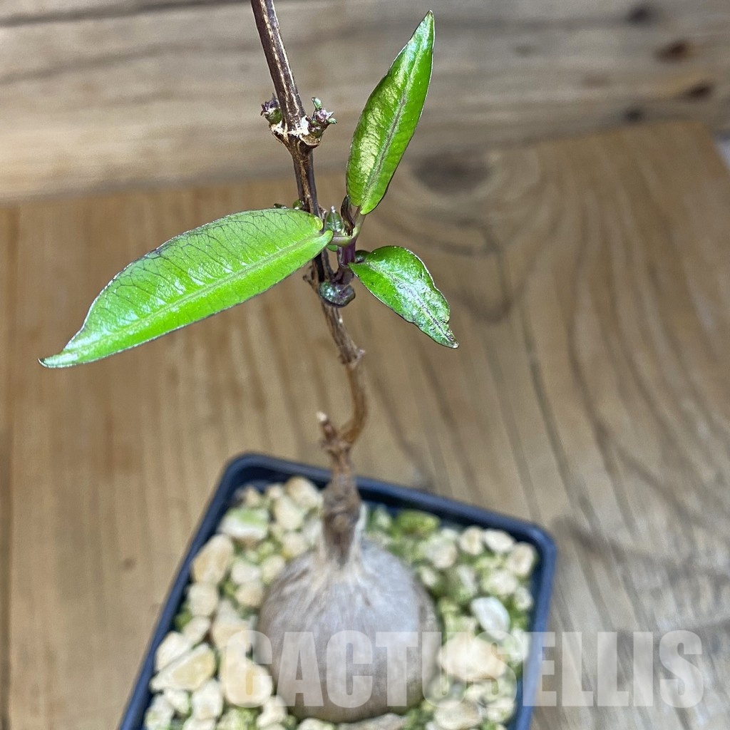 SH32174 Fockea natalensis