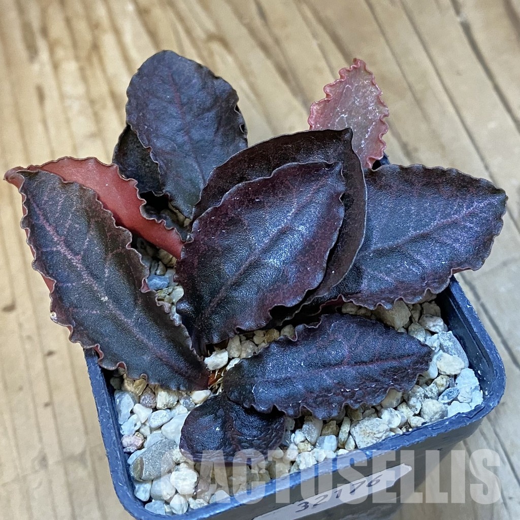 SH32176 Euphorbia francoisii hybrid