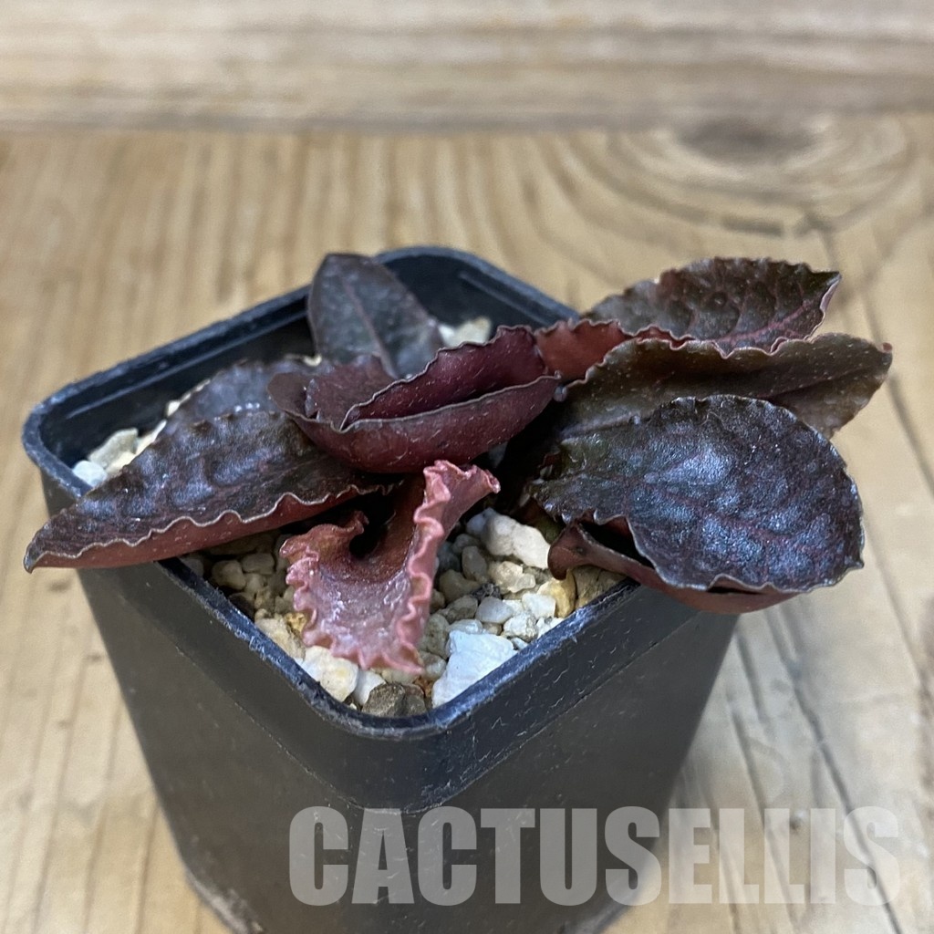 SH32176 Euphorbia francoisii hybrid - Image 2