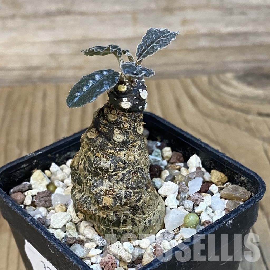 SH32179 Dorstenia crispa - Image 2