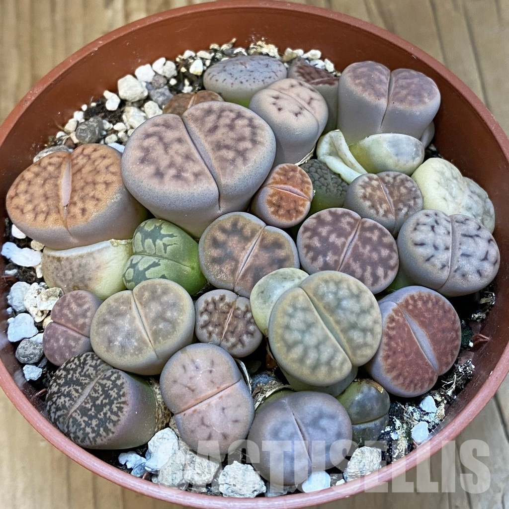 SH32156 Lithops karasmontana mix
