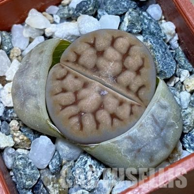 SH32404 Lithops karasmontana
